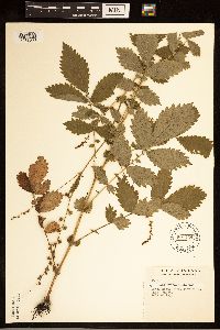 Agrimonia gryposepala image