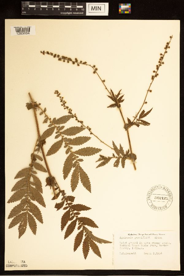 Agrimonia parviflora image