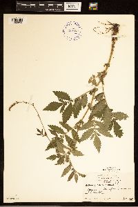 Agrimonia pubescens image