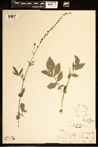 Agrimonia pubescens image