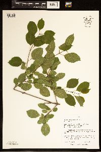 Rhamnus cathartica image