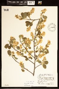 Amelanchier alnifolia image