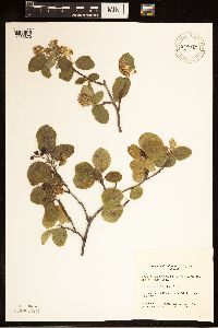 Image Associated With the Occurrence