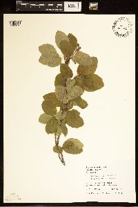 Amelanchier alnifolia image