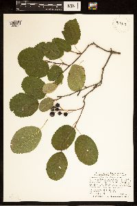 Amelanchier alnifolia image