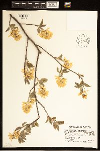 Amelanchier arborea image