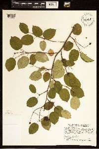 Amelanchier arborea image