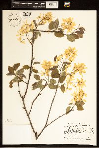 Amelanchier arborea image