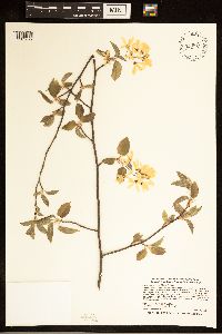 Amelanchier arborea image