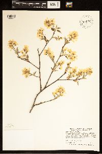 Amelanchier arborea image