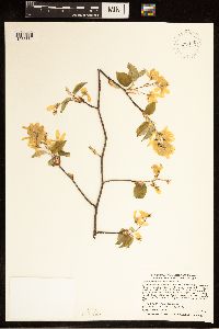 Amelanchier arborea image