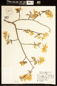 Amelanchier arborea image