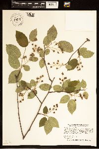 Amelanchier arborea image