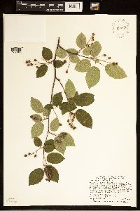 Amelanchier arborea image