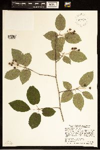 Amelanchier arborea image