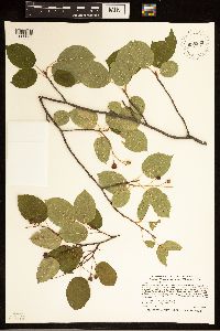 Amelanchier arborea image