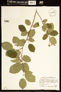 Amelanchier arborea image
