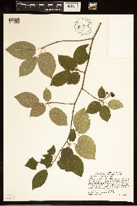 Amelanchier arborea image