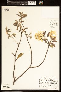 Amelanchier arborea image