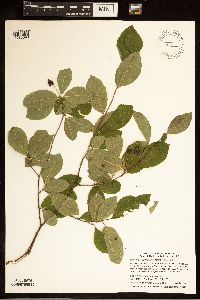 Amelanchier bartramiana image