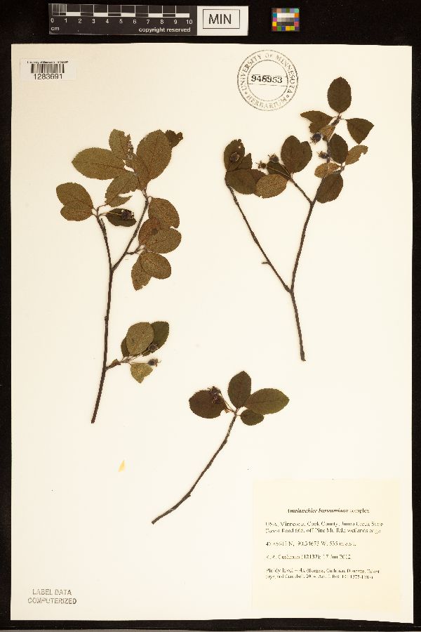 Amelanchier bartramiana image