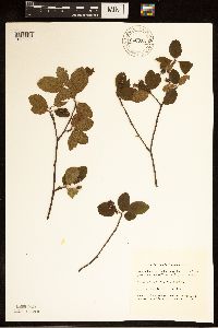 Image Associated With the Occurrence