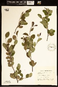 Amelanchier bartramiana image
