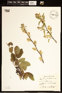 Amelanchier humilis image