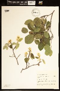 Amelanchier humilis image
