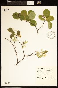 Amelanchier humilis image