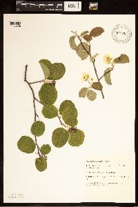 Amelanchier humilis image