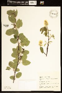 Amelanchier humilis image