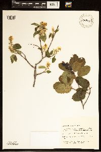 Amelanchier humilis image