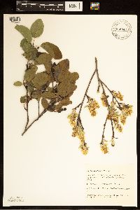 Amelanchier humilis image