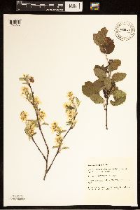 Amelanchier humilis image