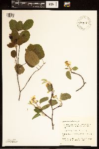 Amelanchier humilis image