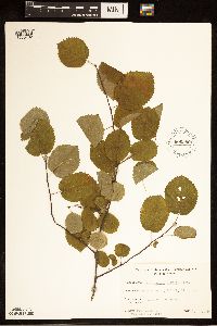 Amelanchier humilis image