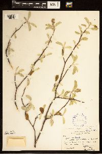 Amelanchier humilis image