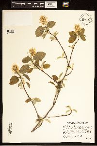Amelanchier humilis image