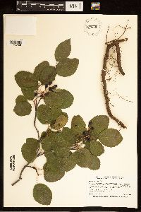 Amelanchier humilis image