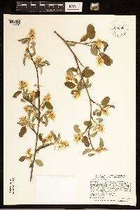 Amelanchier humilis image