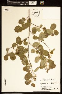 Amelanchier humilis image