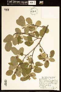 Amelanchier humilis image