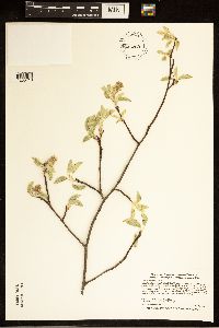 Amelanchier humilis image