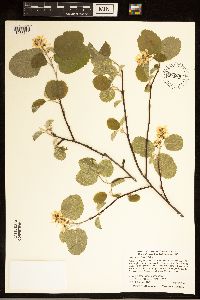 Amelanchier humilis image