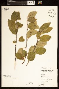 Amelanchier humilis image