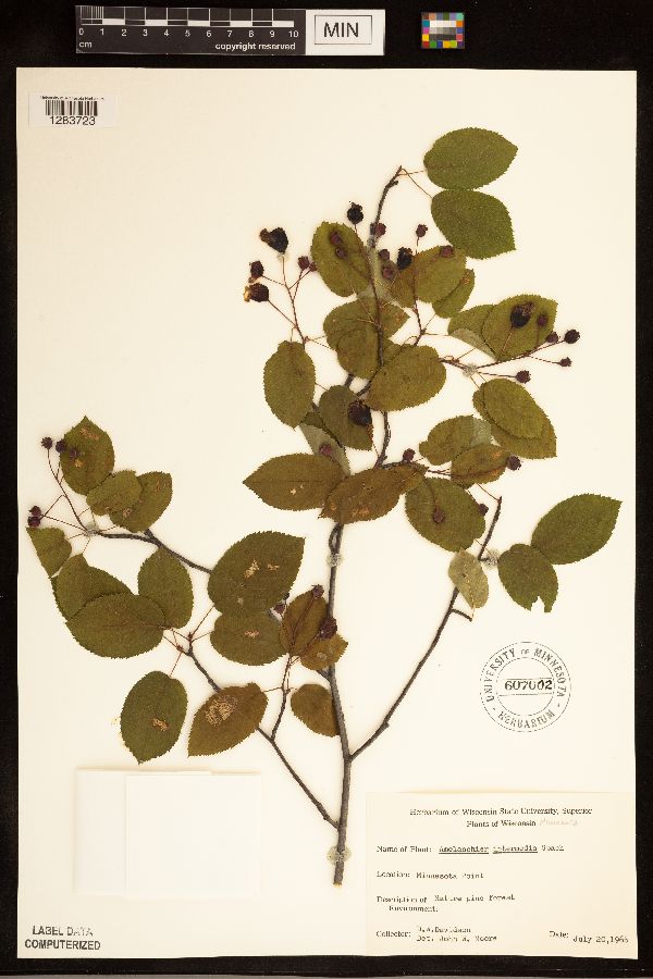 Amelanchier arborea x canadensis image