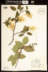 Image of Amelanchier laevis