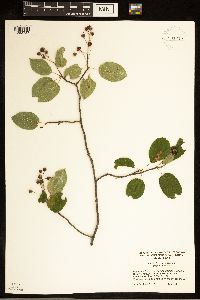 Amelanchier laevis image
