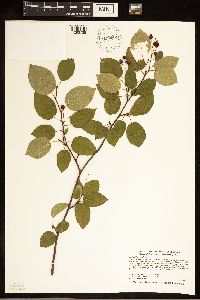 Amelanchier laevis image